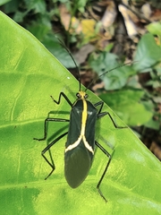 Hypselonotus linea