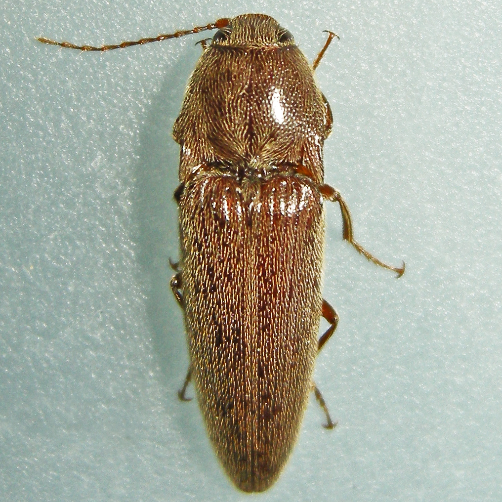 melanots Genus Melanotus · iNaturalist