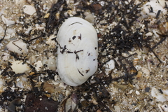 Venerupis galactites