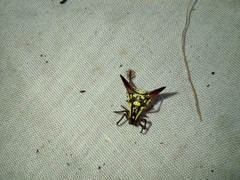 Micrathena triangularispinosa