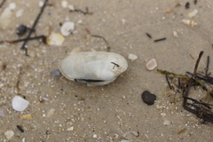 Venerupis galactites