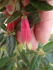 Correa glabra