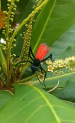 Pepsis chrysothemis