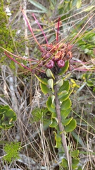 Bejaria