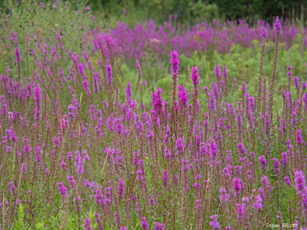 lythrum family (Lythraceae (Loosestrife) of the Pacific Northwest ...