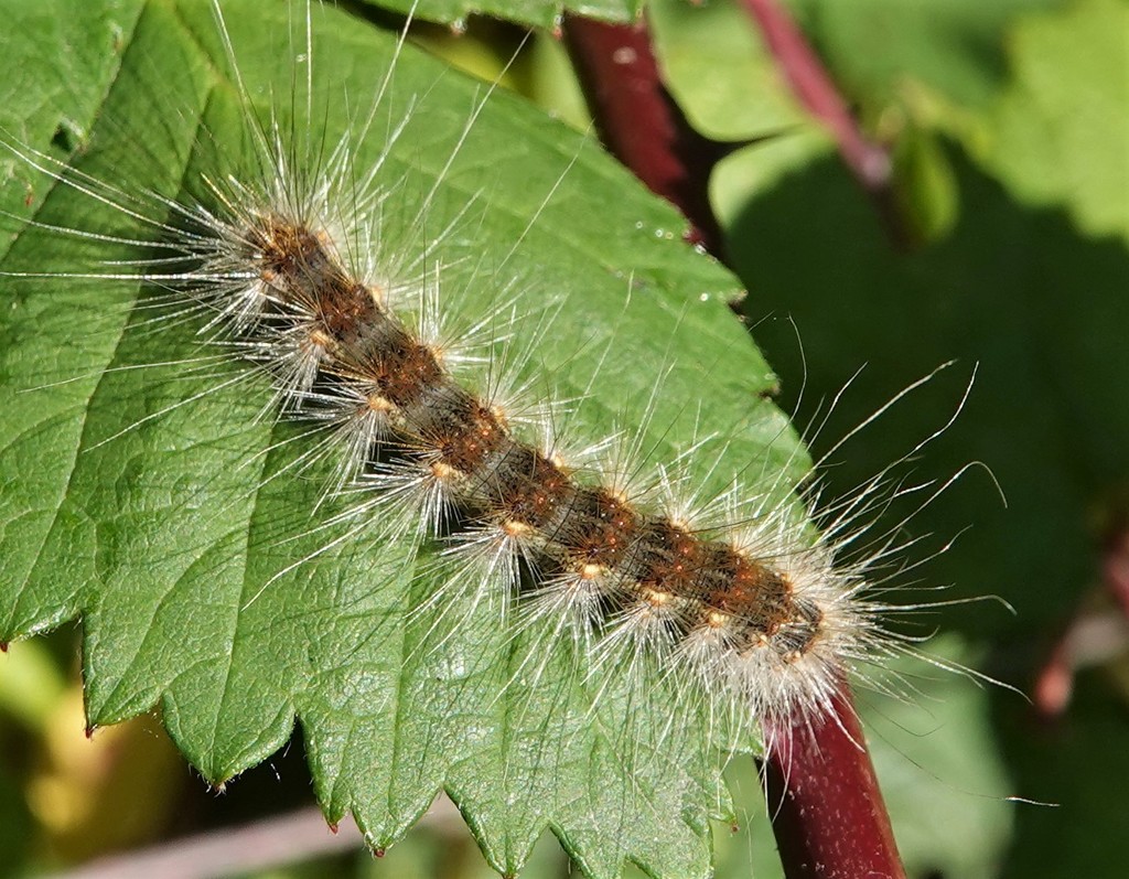 Fall Webworm Moth From Nanaimo BC Canada On September 28 2020 At 10   Large 