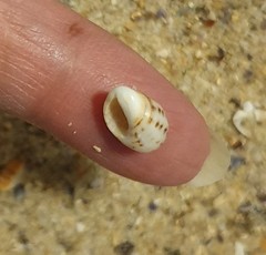 Agnewia tritoniformis