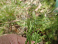 Vittadinia cuneata