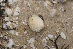 Katelysia rhytiphora