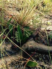 Cryptostylis subulata