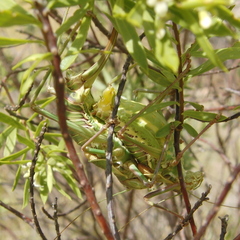 Parasteropleurus perezii