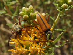 Crossidius suturalis