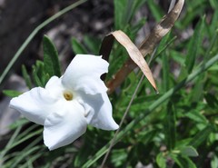 Mandevilla hypoleuca