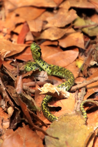 Talamancan Palm Pit Viper