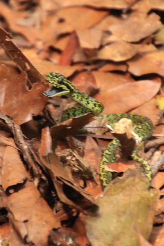 Talamancan Palm Pit Viper