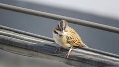 Zonotrichia capensis