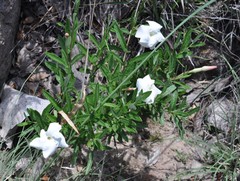 Mandevilla hypoleuca