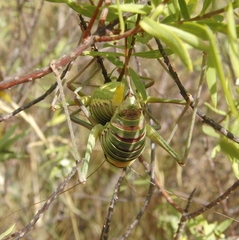 Parasteropleurus perezii