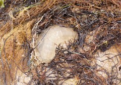 Catostylus mosaicus