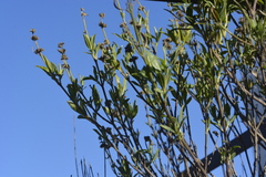 Angiospermae