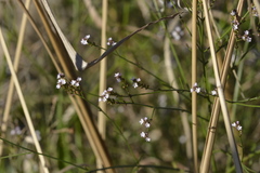 Verbena montevidensis