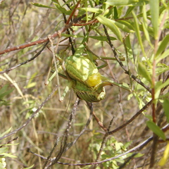 Parasteropleurus perezii