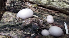 Lycogala flavofuscum