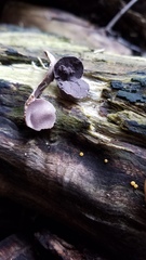 Lycogala flavofuscum