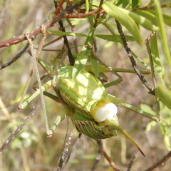 Parasteropleurus perezii