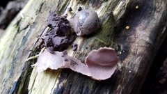 Lycogala flavofuscum