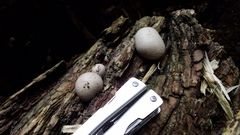 Lycogala flavofuscum