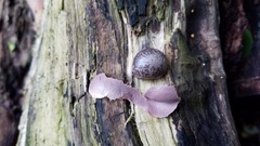 Lycogala flavofuscum