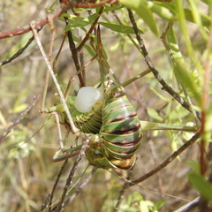 Parasteropleurus perezii