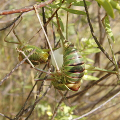 Parasteropleurus perezii