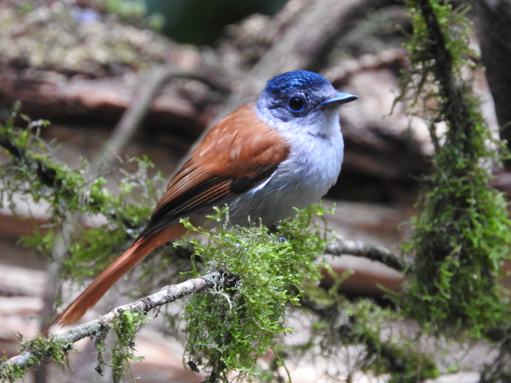 Sao Tome Paradise Flycatcher