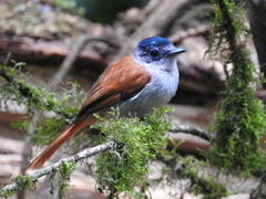 Terpsiphone atrochalybeia