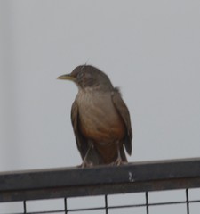 Turdus rufiventris