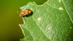 Contacyphon variabilis