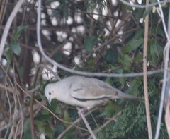 Columbina picui
