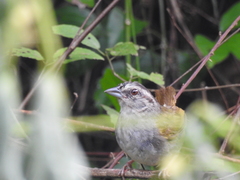 Arremonops chloronotus