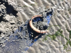 Phyllodocida