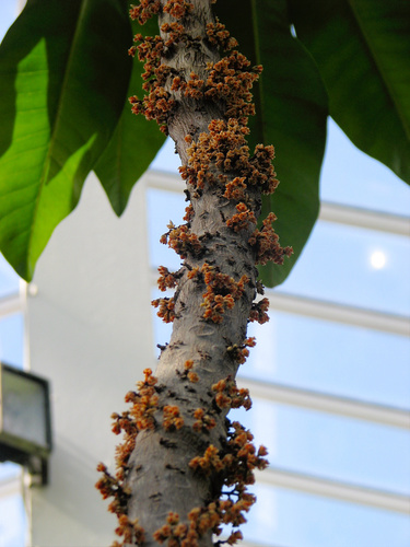 Clavija cauliflora