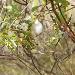 Parasteropleurus perezii