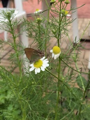 Callophrys xami