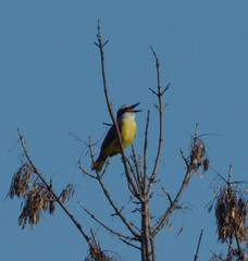 Pitangus sulphuratus