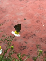 Callophrys xami