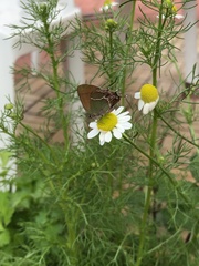 Callophrys xami