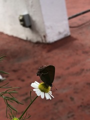 Callophrys xami