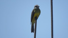 Tyrannus melancholicus