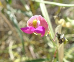 Phaseolus acutifolius